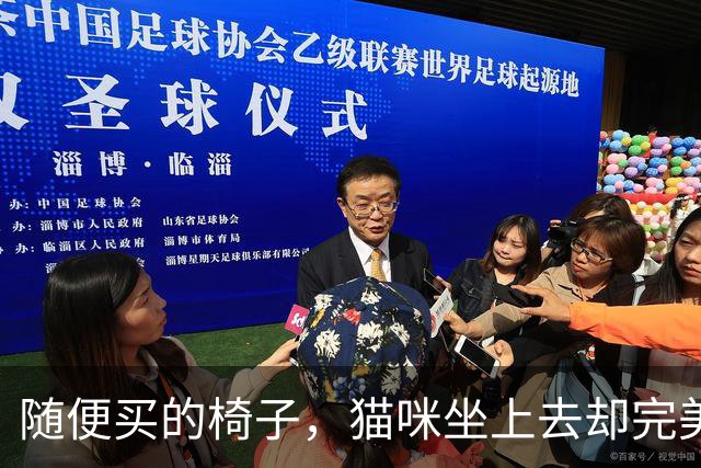 随便买的椅子，猫咪坐上去却完美契合，还以为是量身定做的！